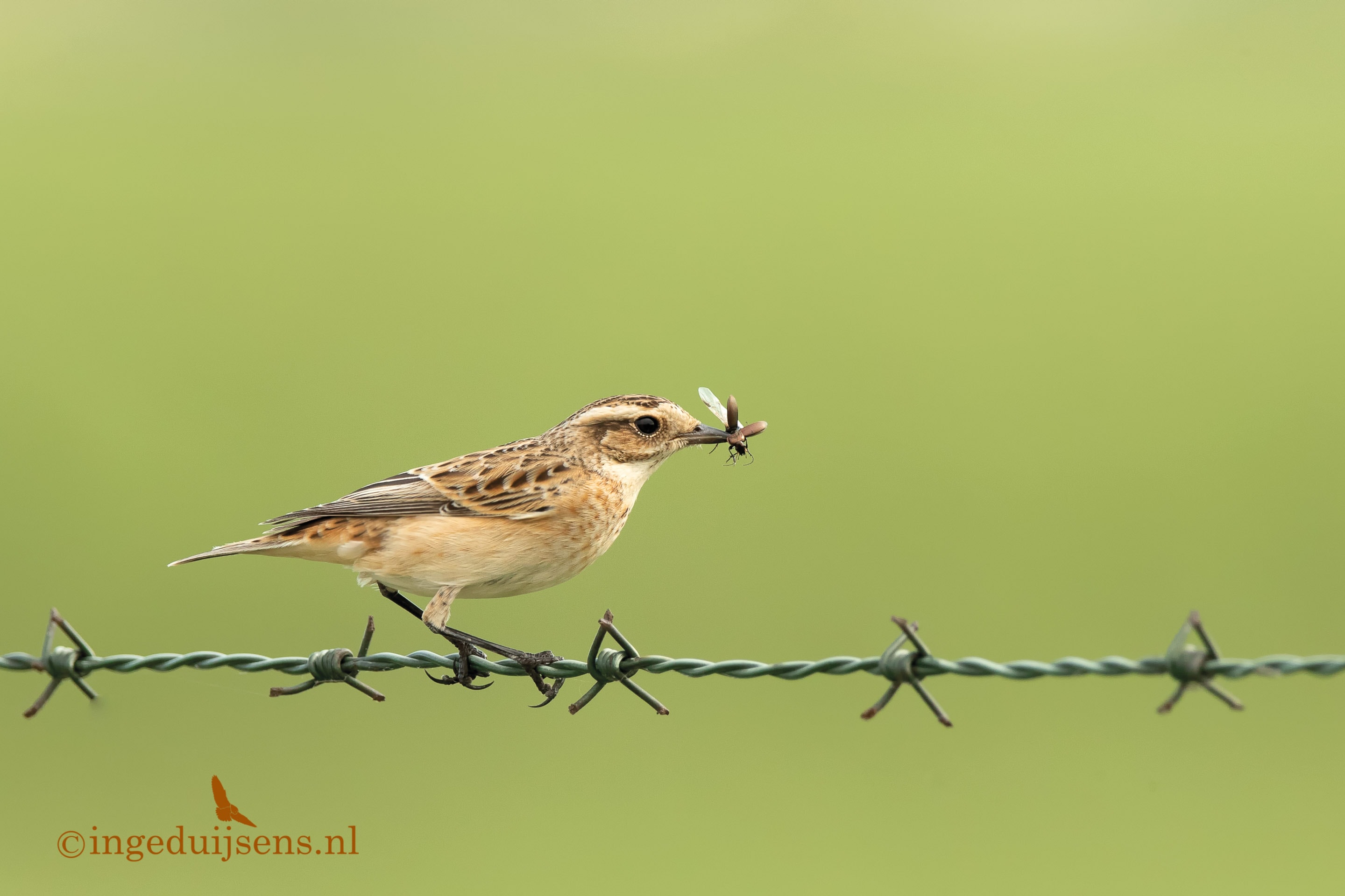 precedent Veel gevaarlijke situaties gemak Paapje met insect op prikkeldraad – Vogels Nederland