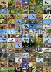 Vogelposter met meer dan 100 in Nederland voorkomende vogels