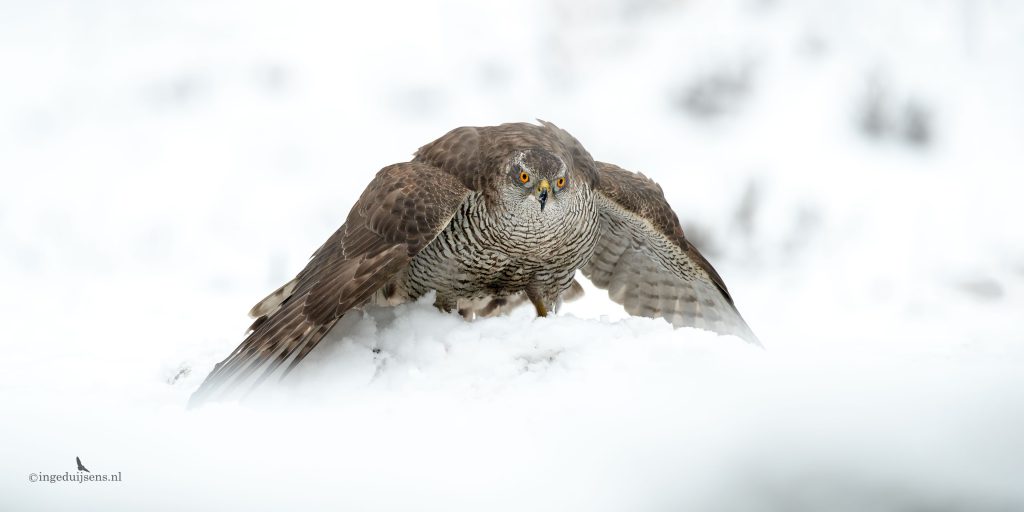 Havik mantelend in de sneeuw