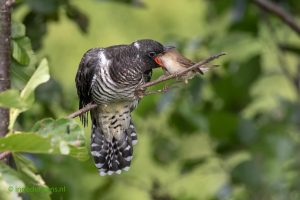 Reed Warbler feeds Cuckoo-2