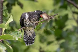 Reed Warbler feeds Cuckoo