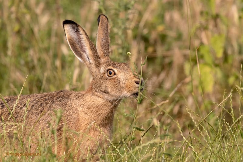 Hare smells blade of grass