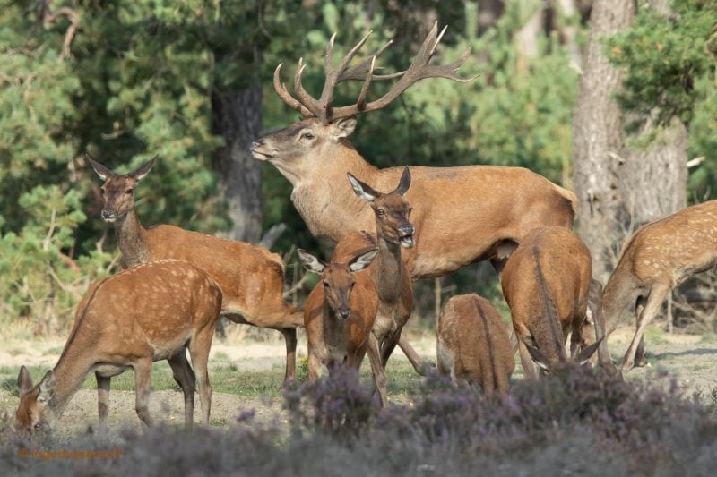 Red deer with a group of hinds.