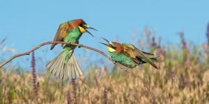 Bee-eaters in the flowers