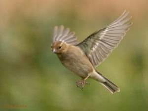 Vogels van dit jaar