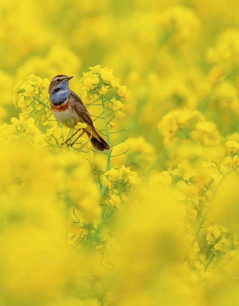 Blauwborst