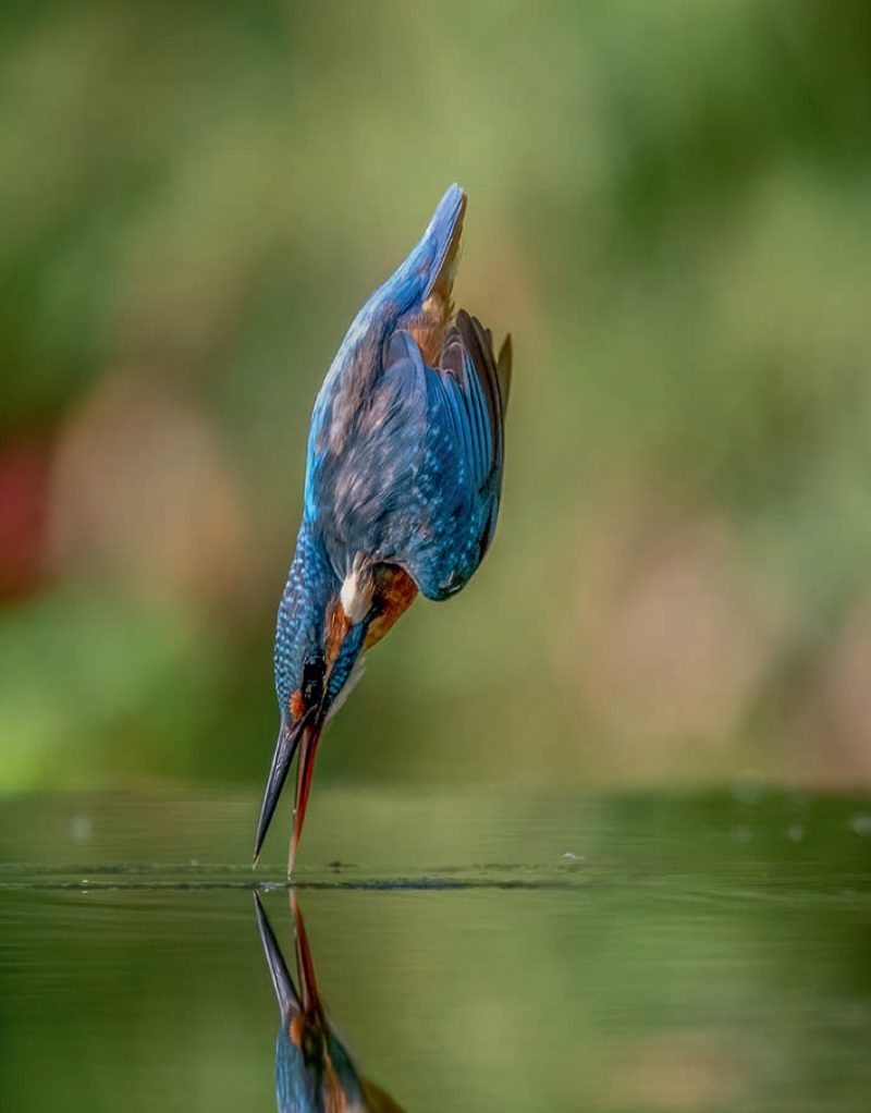 IJsvogel