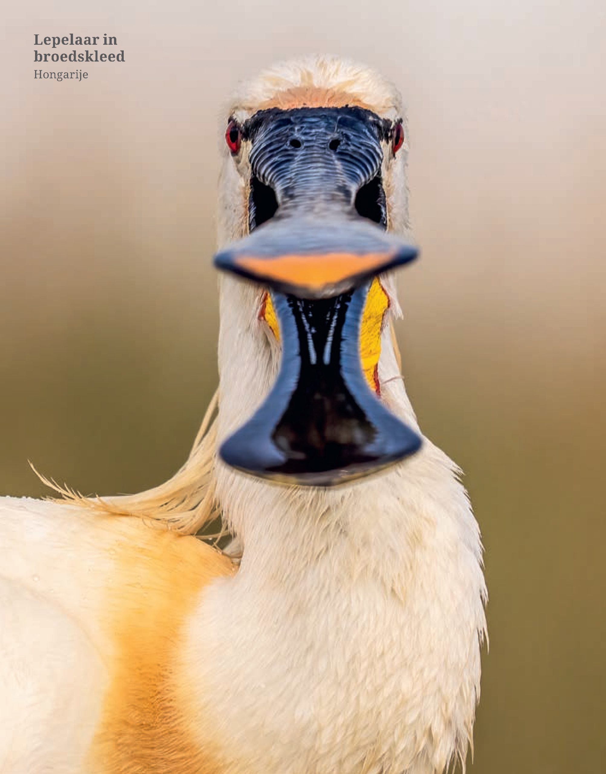 Close up Lepelaar